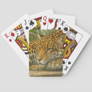 Baraja De Cartas Mortalidad dorada - Leopardo en reposo