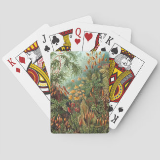 Baraja De Cartas Muscinae antiguas, plantas de musgo por Ernst Haec