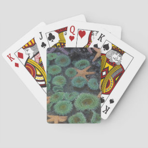 Baraja De Cartas N.A., EE. UU., Washington, Parque Nacional Olímpic