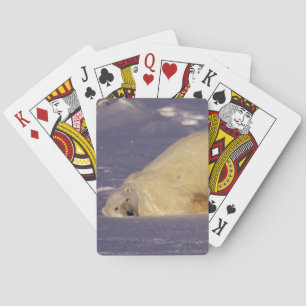 Baraja De Cartas NA, Canadá, Manitoba, Churchill, Oso polar
