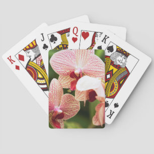 Baraja De Cartas Naranja Orquídea Híbrida, Sudáfrica
