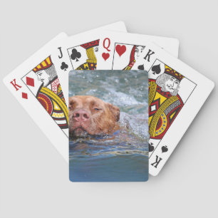 Baraja De Cartas Natación del perro