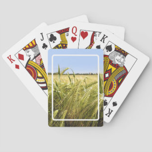 Baraja De Cartas Naturaleza Botánica del Grano de Centeno