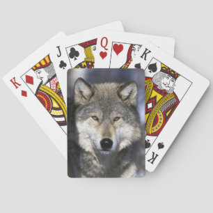 Baraja De Cartas Norteamérica, EE. UU., Minnesota. Lobo Canis