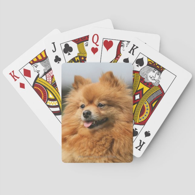 Baraja De Cartas Observación de Pomeranian (Reverso)