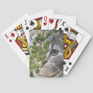 Baraja De Cartas Ocultando gatito