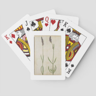 Baraja De Cartas Officinalis del Lavandula (lavanda inglesa vieja),