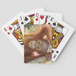 Baraja De Cartas Orangután de Donald en el centro de cuidado de