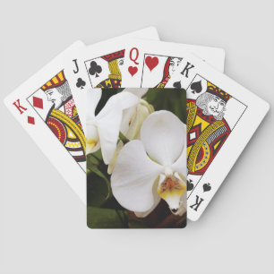 Baraja De Cartas Orquídea Luna Blanca (Phalaenopsis Aphrodite)