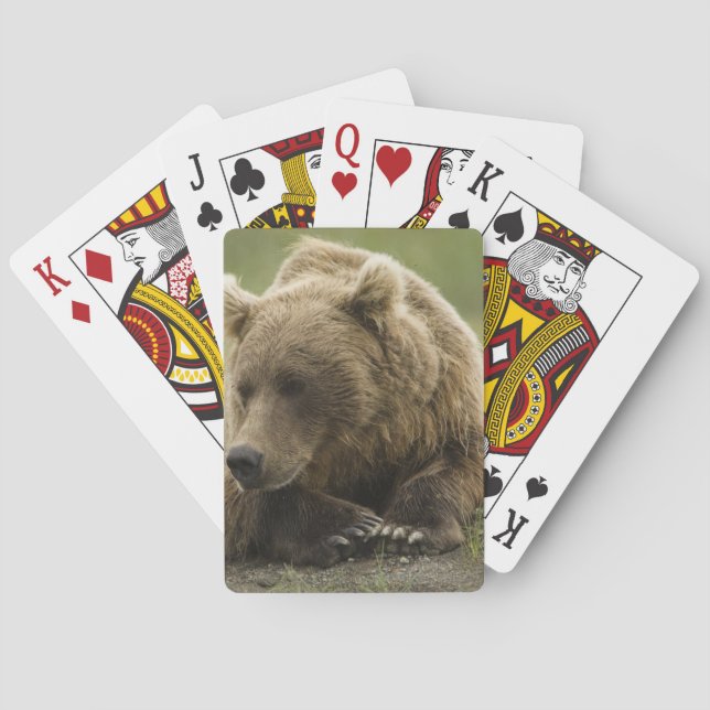 Baraja De Cartas Oso marrón o oso pardo costero, Ursus (Reverso)