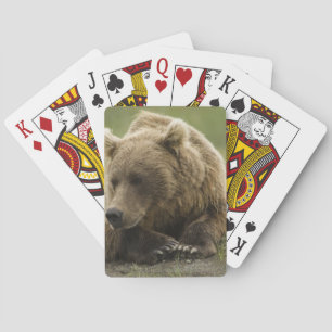 Baraja De Cartas Oso pardo, o oso grizzly costero, Ursus