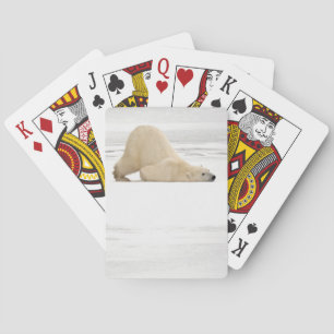 Baraja De Cartas Oso polar rascándose en la tundra congelada
