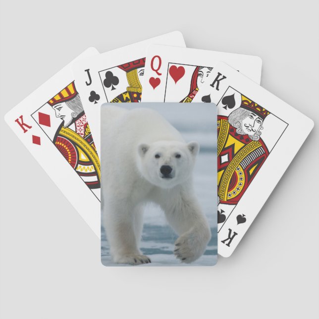 Baraja De Cartas Oso polar, Ursus Maritimus, adulto (Reverso)