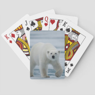 Baraja De Cartas Oso polar, Ursus Maritimus, adulto