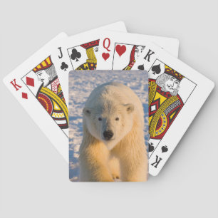 Baraja De Cartas oso polar, Ursus maritimus, oso polar en hielo
