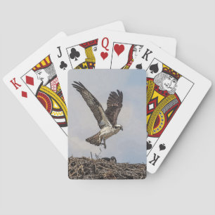 Baraja De Cartas Osprey en un nido