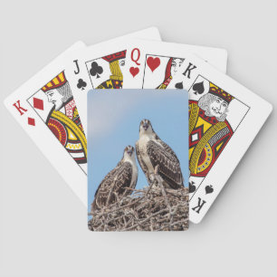 Baraja De Cartas Osprey juvenil en el nido