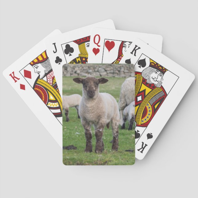 Baraja De Cartas Oveja Shetland (Reverso)