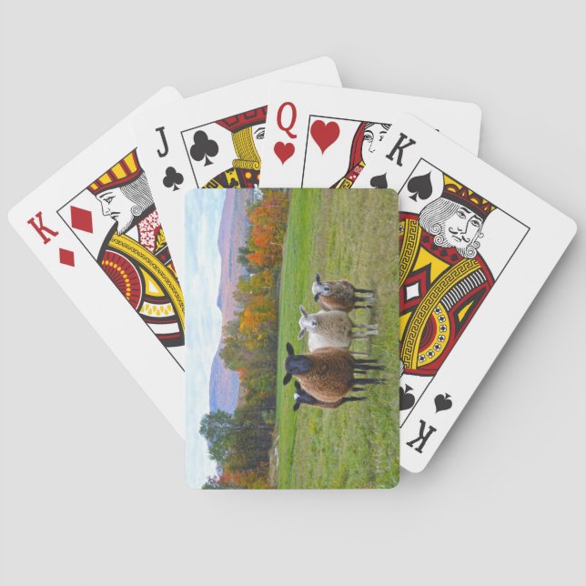 Baraja De Cartas Oveja Vermont en otoño (Reverso)