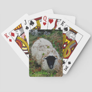 Baraja De Cartas Ovejas de Dartmoor en la ocultación