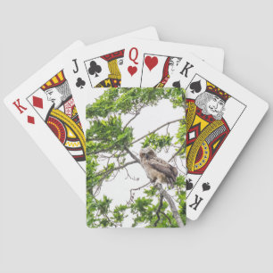 Baraja De Cartas Owlet En Una Rama De Árbol De Arce