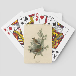 Baraja De Cartas Pájaro cedro, pájaros auduónicos cedrales de Améri