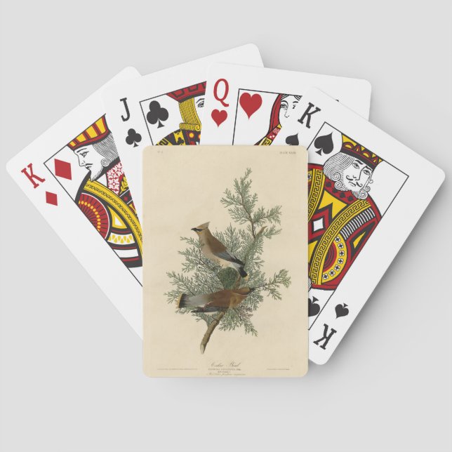 Baraja De Cartas Pájaro cedro, pájaros auduónicos cedrales de Améri (Reverso)