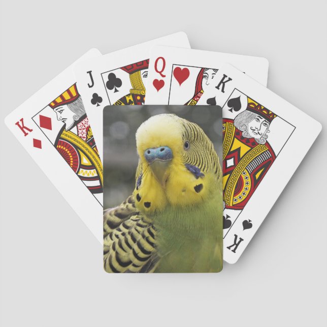 Baraja De Cartas Pájaro de Budgie (Reverso)