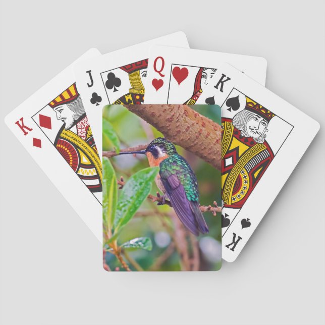 Baraja De Cartas Pájaro de Costa Rica - Colibrí de garganta ígnea (Reverso)