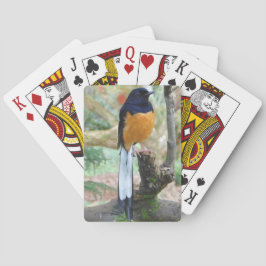 Baraja De Cartas Pájaro de Shama blanco y bombeado macho