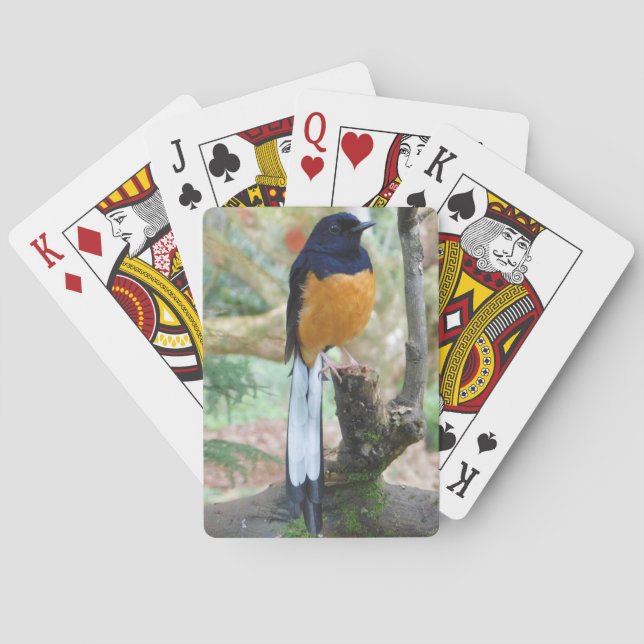 Baraja De Cartas Pájaro de Shama blanco y bombeado macho (Reverso)