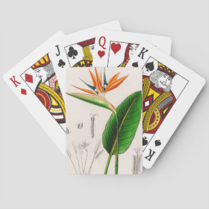Baraja De Cartas Pájaro florido de cosecha paradisíaca