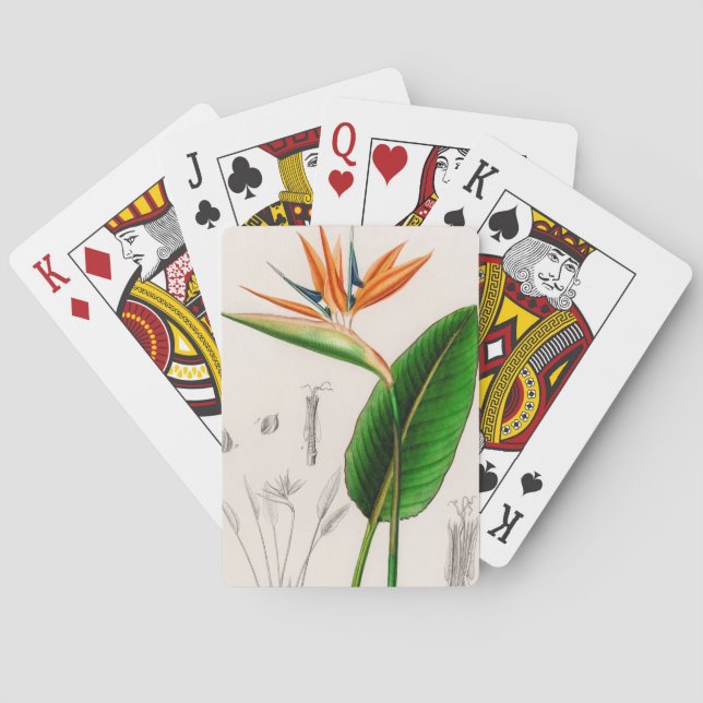 Baraja De Cartas Pájaro florido de cosecha paradisíaca (Reverso)