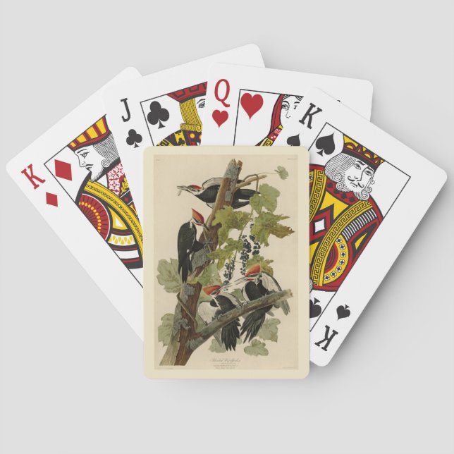 Baraja De Cartas Pájaro leñoso perpendicular de las aves auduónicas (Reverso)