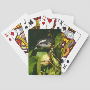 Baraja De Cartas Pájaro Mielero Comiendo Fotografía Tropical