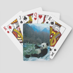 Baraja De Cartas Panda comiendo bambú en la orilla del río, Wolong,