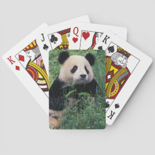 Baraja De Cartas Panda gigante en la hierba, Valle de Wolong, Sichu
