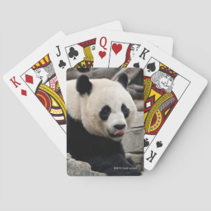 Baraja De Cartas Panda gigante en rocas