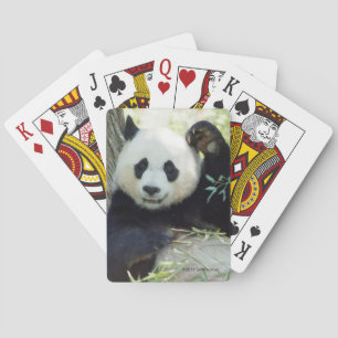 Baraja De Cartas Panda gigante que descansa contra árbol