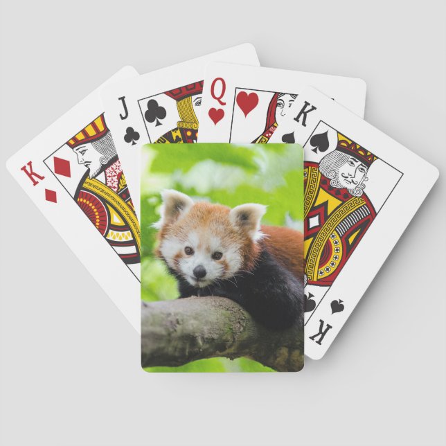 Baraja De Cartas Panda rojo (Reverso)