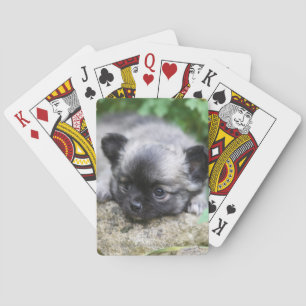 Baraja De Cartas Papúa chihuahua de larga data