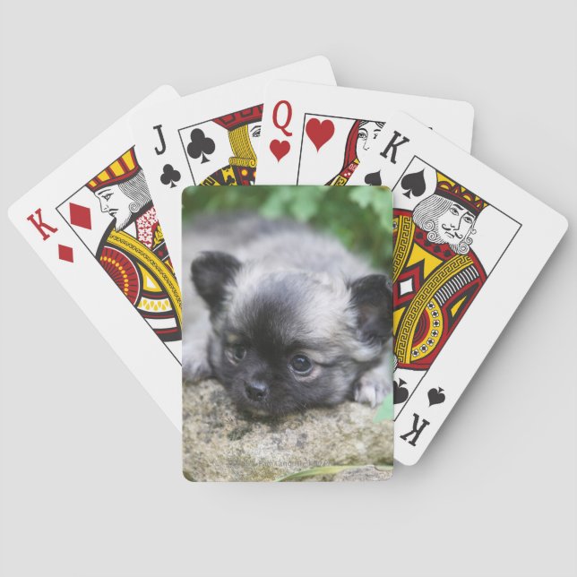 Baraja De Cartas Papúa chihuahua de larga data (Reverso)