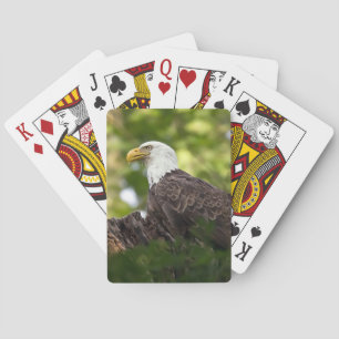 Baraja De Cartas Parada de descanso del águila calva