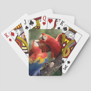 Baraja De Cartas Pareja de guacamayos escarlata