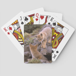 Baraja De Cartas Pareja de zorro gris sudamericano (Lycalopex grise