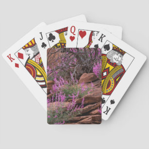 Baraja De Cartas Parque Nacional Capitol Reef, Utah, Estados Unidos