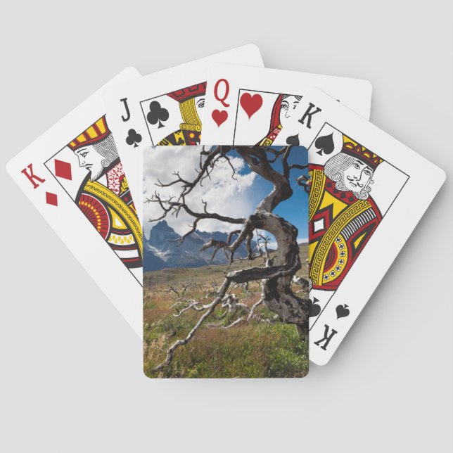 Baraja De Cartas Parque nacional Torres del Paine, árboles dañados  (Reverso)