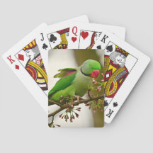 Parrot de cuello de anillo indio