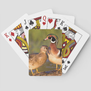 Baraja De Cartas Patos joya y hembra sobre tronco en humedal