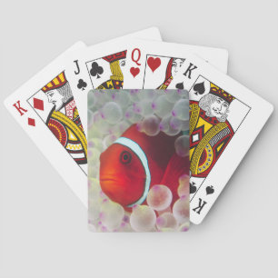 Baraja De Cartas Paupau Nueva Guinea, Gran Barrera de Coral,